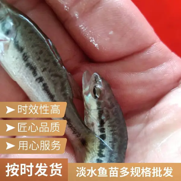 日照本地水产种苗 加州鲈鱼苗 鲟鱼鱼苗 规模化养殖场 规格齐全