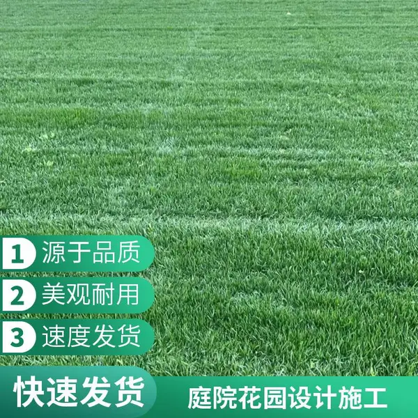 怀柔别墅花园设计屋顶花园景观绿化庭院草坪铺装高羊茅草坪基地施工