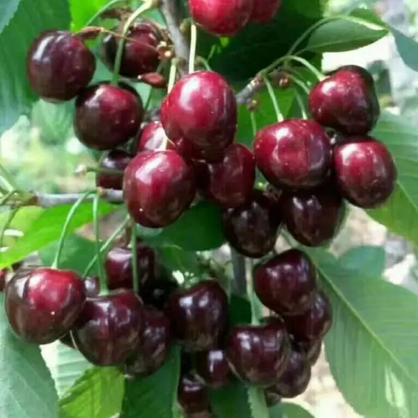 ƻ������³��˹ӣ���� ����˹8�Ŵ�ӣ������ ��������