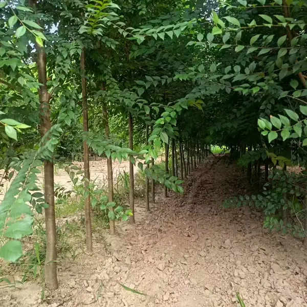 陕西宝鸡二乔苗木榆树小苗基地多少钱一颗,3米高榆树苗厂家批发,榆树小苗产地报价