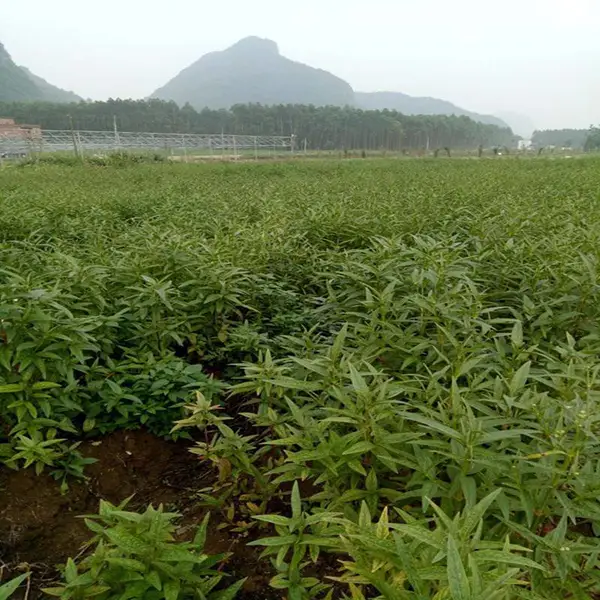巴西人参 一年生优质种苗 广西基地直供 中药材种植 易成活
