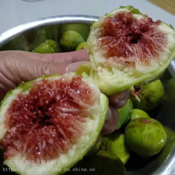 代收!批发!威海青皮无花果鲜果