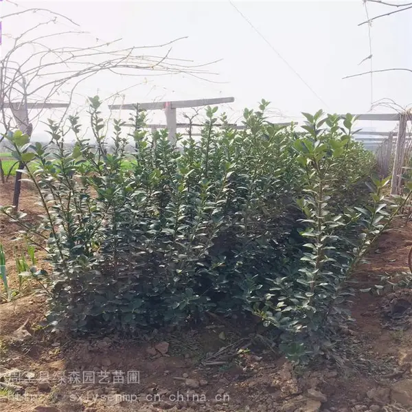 ���۴�Ҷ���� ��������С��ר�� �ļ�����