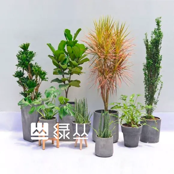 武汉植物租摆(租赁),武汉植物盆栽,绿植花卉,绿丛园林,租植物