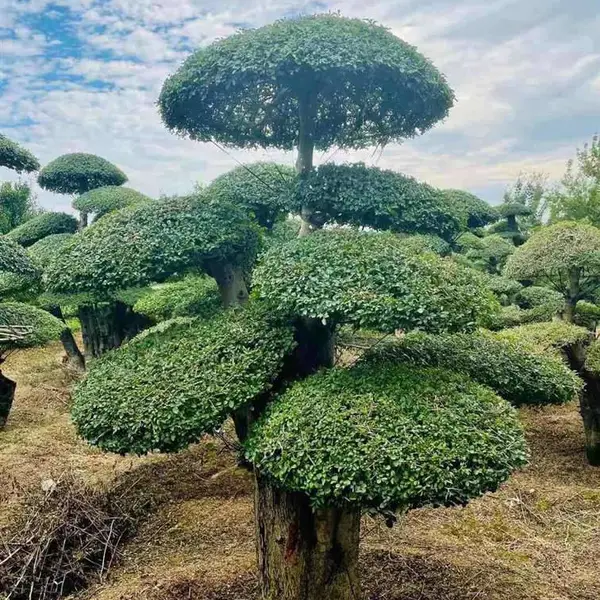 供应京山对节白蜡树-湖北对接白腊-厂家批发低价