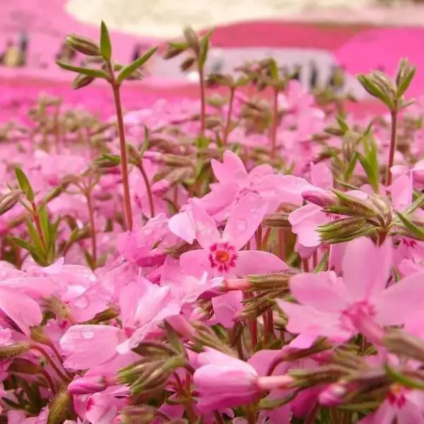 芝樱花苗,芝樱种植好养护吗