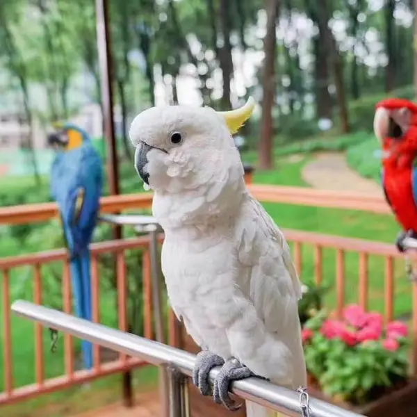 �ȳ�չ�����Ҳ�ʢ�Ƽ���ʨ���ݳ��⶯��չ���޹�˾