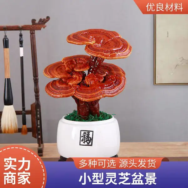 中小型灵芝盆景批发 观赏灵芝摆件 室内灵芝盆栽 可食用 基地批发