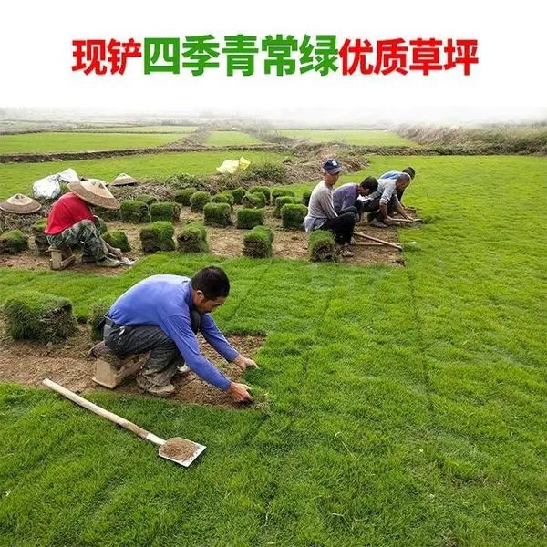草皮真草坪带泥土地毯果岭草种植别墅花园庭院带土绿化马尼拉草坪
