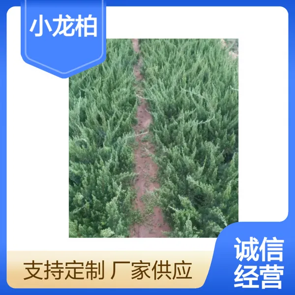 洪坤 小龙柏 常绿绿篱苗 园林灌丛 道路绿化优选