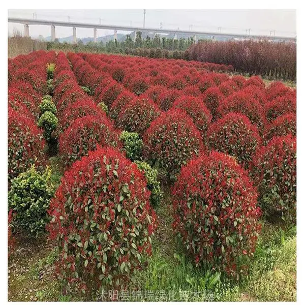 彩叶灌木40公分50公分红叶石楠小毛球 假山坡地点缀 观赏性强