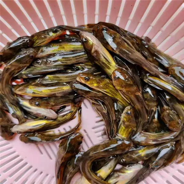 运输包邮黄姑子鱼苗 黄辣丁鱼高产丁桂鱼苗高密度养殖