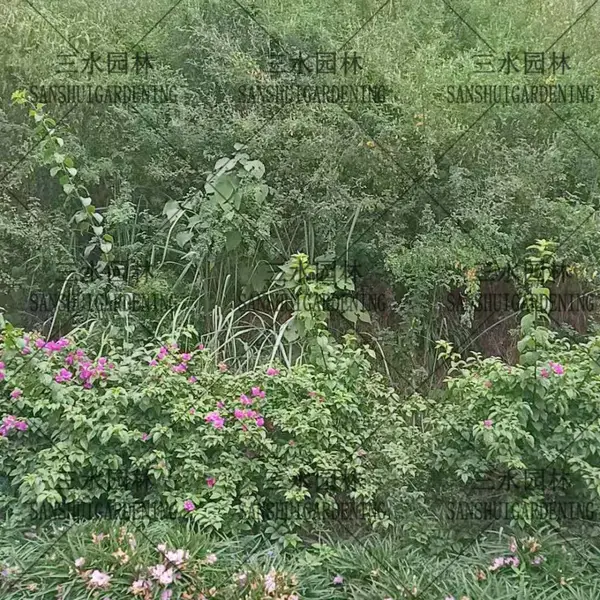 �㶫���������������ѻ��ѺͲ��ֻ��ֵģ�