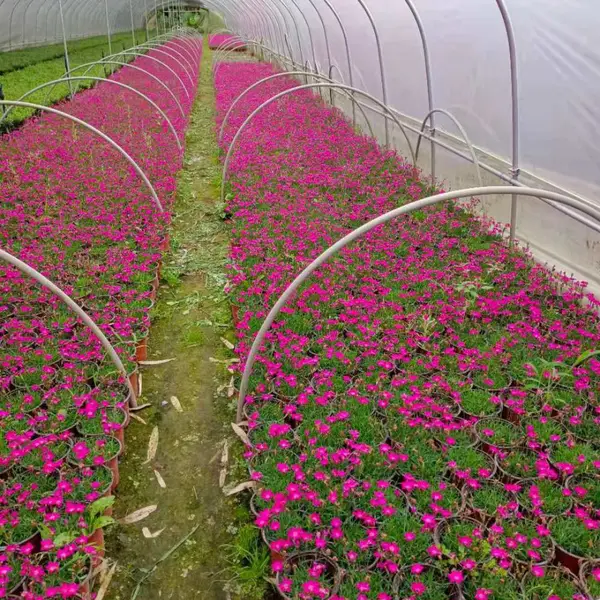 批发欧石竹工程苗 岩石园缀花材料 耐旱耐寒易养护 带营养杯易成活