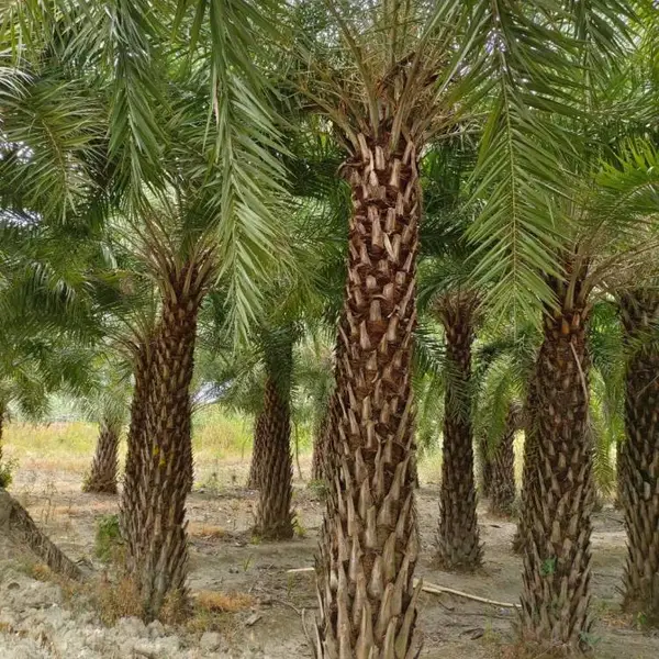 中东海枣移植苗批发 别墅景区市政造景苗 公园园林绿化行道树