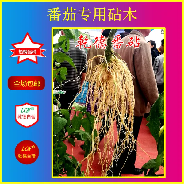 乾德番茄砧木、农业部登记品种、番茄砧木种子