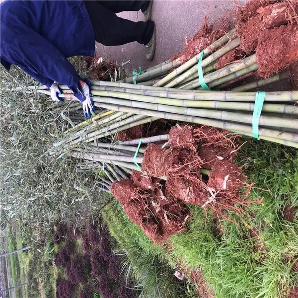 重庆奉节杜鹃小苗一株的价格锻造精品