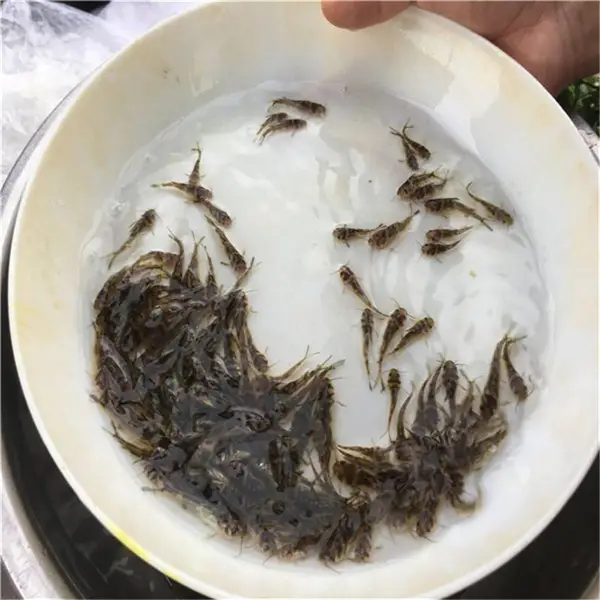 批发黄颡鱼苗 渔场 澄琅鱼水产厂 出售 基地直发成活率高