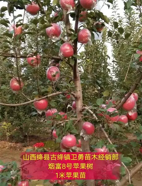 占地苹果苗价格!!1-2-3公分红富士苹果苗 1-2-3年苹果苗规格齐全