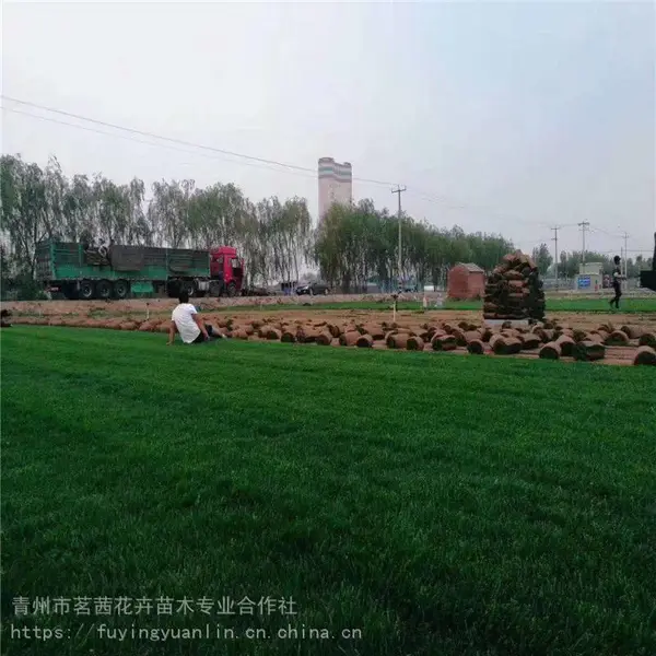 草坪多少钱一平方，草坪种子出售，铺草坪的方法