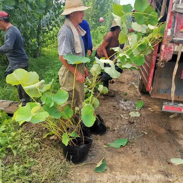 绿化盆栽荷花苗 28*30厘米营养钵 水景绿化工程用荷花种苗