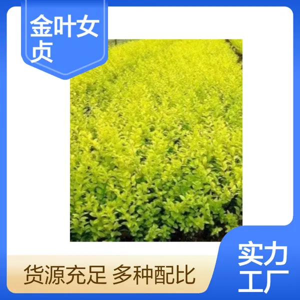 洪坤品牌 金叶女贞 常绿工程苗 园林绿化 优选 观叶 地栽