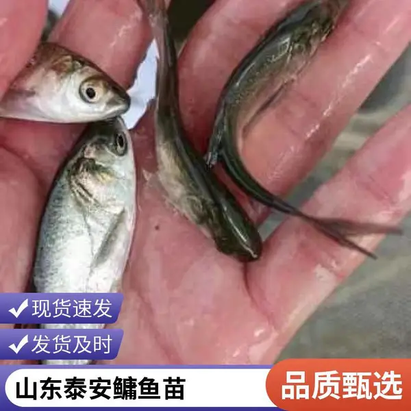 山东泰安本地花鲢苗白鲢鱼苗养殖场培育健壮花鲢鳙鱼苗白鲢鲢鱼苗