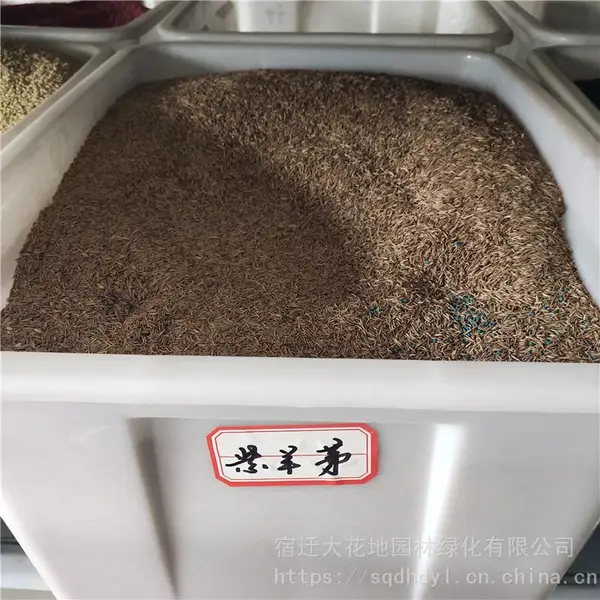 �����²ɲ�ƺ���� ����é���� ��ѿ*** �۸���� ***