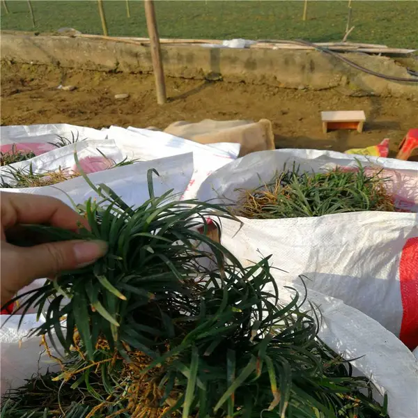 河南杜鹃杯苗价格立足市场