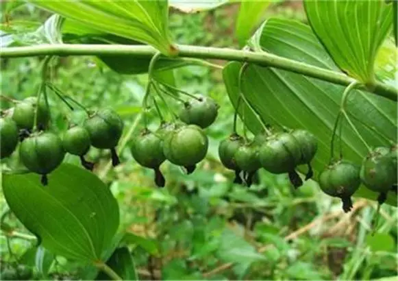 江苏徐州宿迁连云港黄精栽培种植种苗基地批发