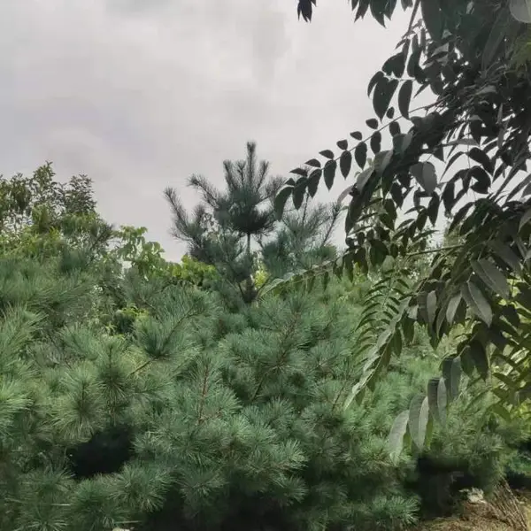 2.5米华山松 经销统销基地 指导 种植配送基地