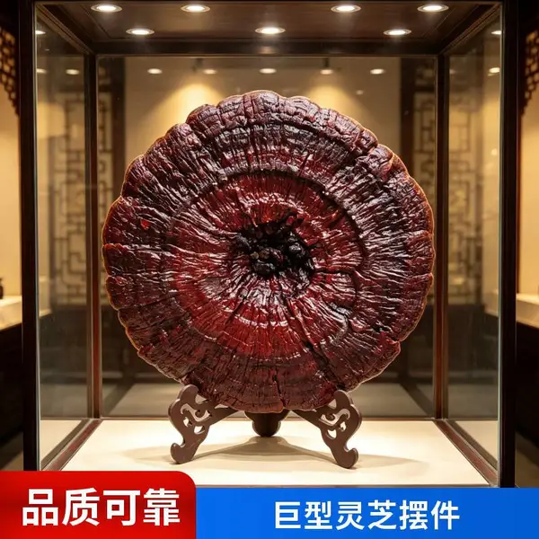 批发巨型灵芝摆件 超大灵芝工艺品 灵芝摆饰 规格多 源头厂家