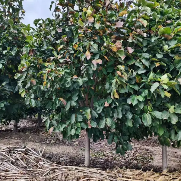 山东聊城高唐县白玉兰培育基地批发现挖现卖,8公分红玉兰树苗厂家装车价格,玉兰产地供应商报价