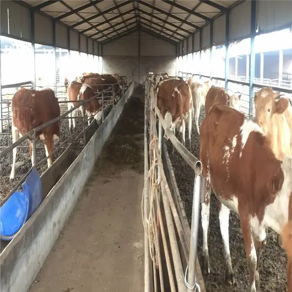 2020年一头牛多少钱 肉牛养殖前景分析 养一头肉牛一年利润 现在养牛的行情 农村养牛赚钱吗