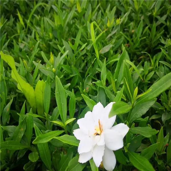 重庆涪陵杜鹃小苗一株的价格信誉良好