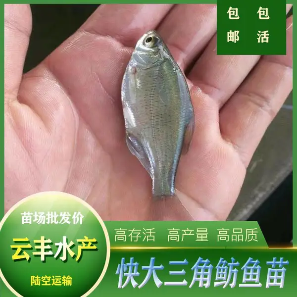 ���ҵ�ˮ���� ���������� �������� �㶫������