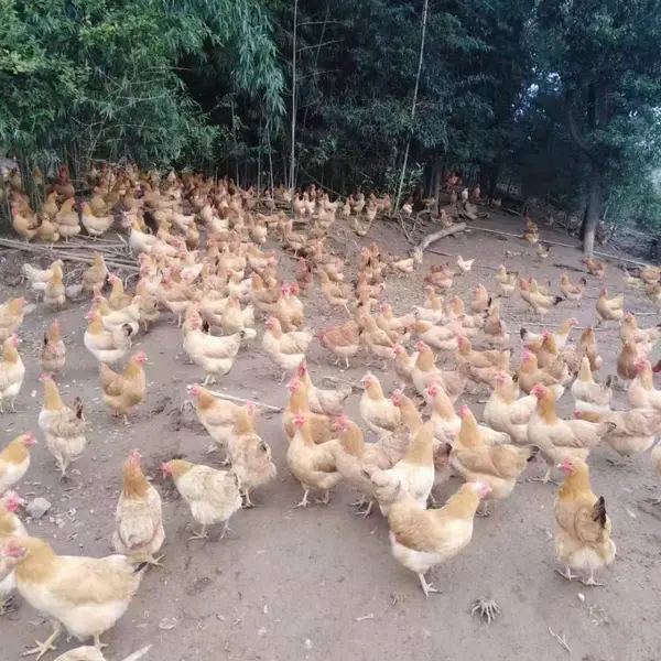 ���ڳ��������� �߲��̿������� ����һ�� ���ϻ� ������ ���һ��