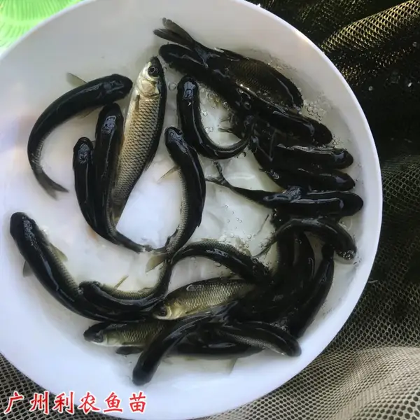 草鱼苗批发 6-8厘米四大家鱼出售 脆肉鲩鱼养殖
