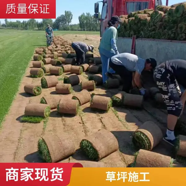 密云屋顶花园设计屋顶花园绿化高羊茅草坪批发早熟禾草坪铺装
