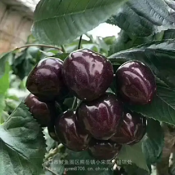 ����С�ι��ʹ�***ӣ����_��ӣ��ӣ���籨��