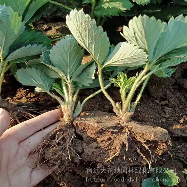 今年江苏草莓苗价格多少钱一棵 水果草莓苗基地 图片