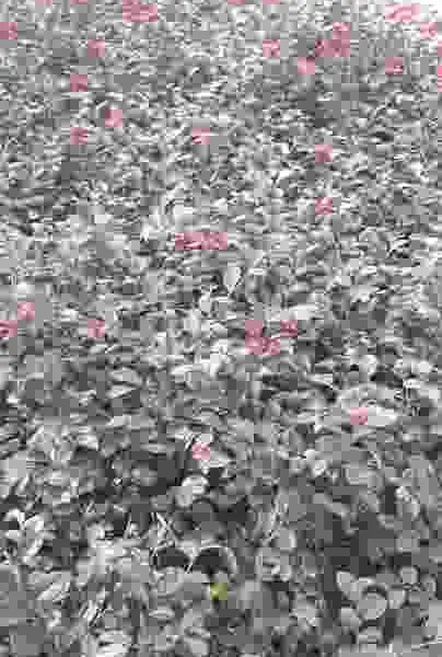 供应黄素梅龙船花红花继木大红花吊钟朱槿福建茶等地被色块小苗