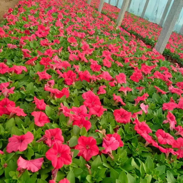 矮牵牛 花海矮牵牛盆栽 基地供应 粉色花朵 带花苞 花开鲜艳 工程花苗