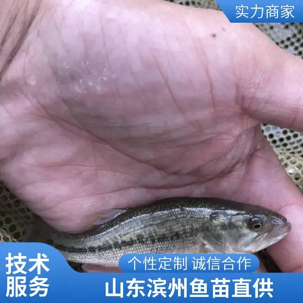 可来场考察签合同 山东滨州本地鲈鱼苗鲟鱼鱼苗养殖场