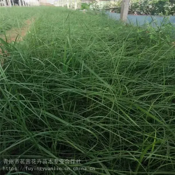 青绿苔草，青绿苔草价格，山东青绿苔草价位
