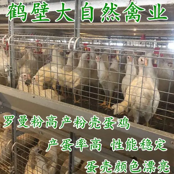 罗曼粉蛋鸡苗,罗曼粉青年鸡,60天-110日龄罗曼粉代育