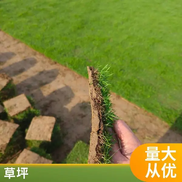 草皮真草坪带泥土别墅花园绿化四季青果岭草台湾草马尼拉草 皮带土