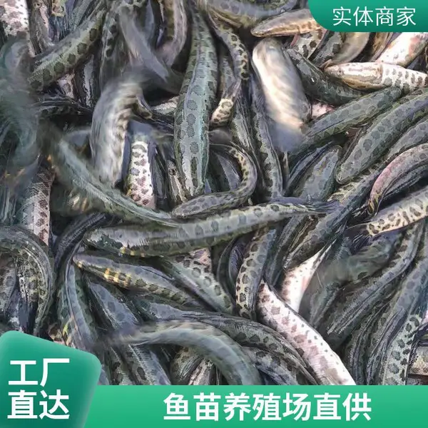 发货全国各规格泥鳅苗 山东泰安本地黑鱼苗泥鳅鱼苗养殖场