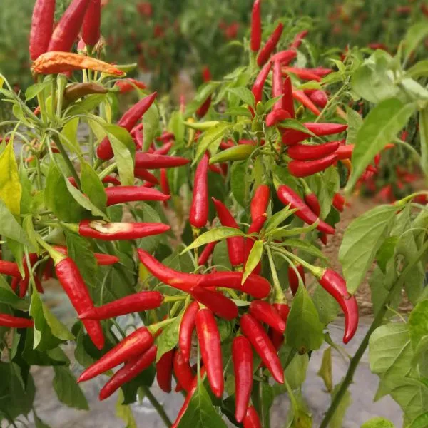 鲜辣椒,指天椒,朝天椒,艳红,天宇,满天星晚期货大量出售1元1斤
