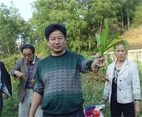 辽阳本溪丹东锦州白芨种植在哪里学习栽培技术购买种苗